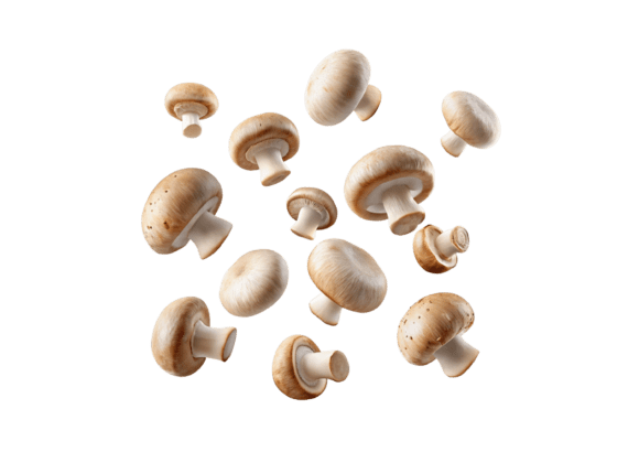 Download Champignon Mushroom PNG - Premium Resources
